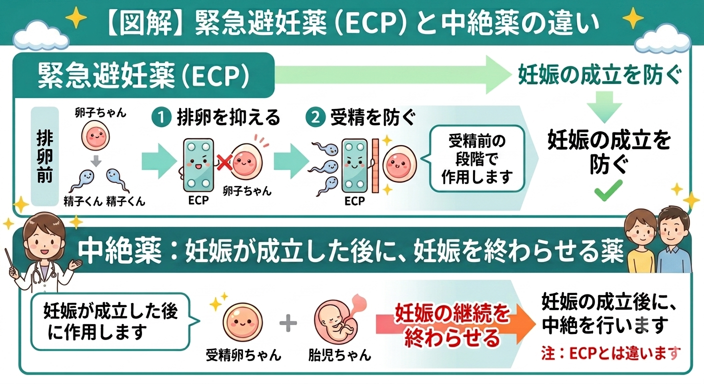 緊急避妊薬は排卵を抑えたり受精を防いだりして妊娠の成立を防ぐ薬であり、妊娠成立後に使用する中絶薬とは異なることを示す図